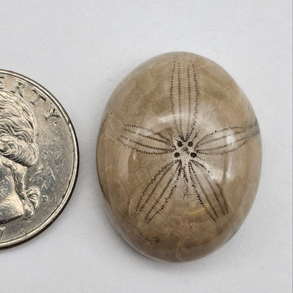 Sand Dollar fossil large