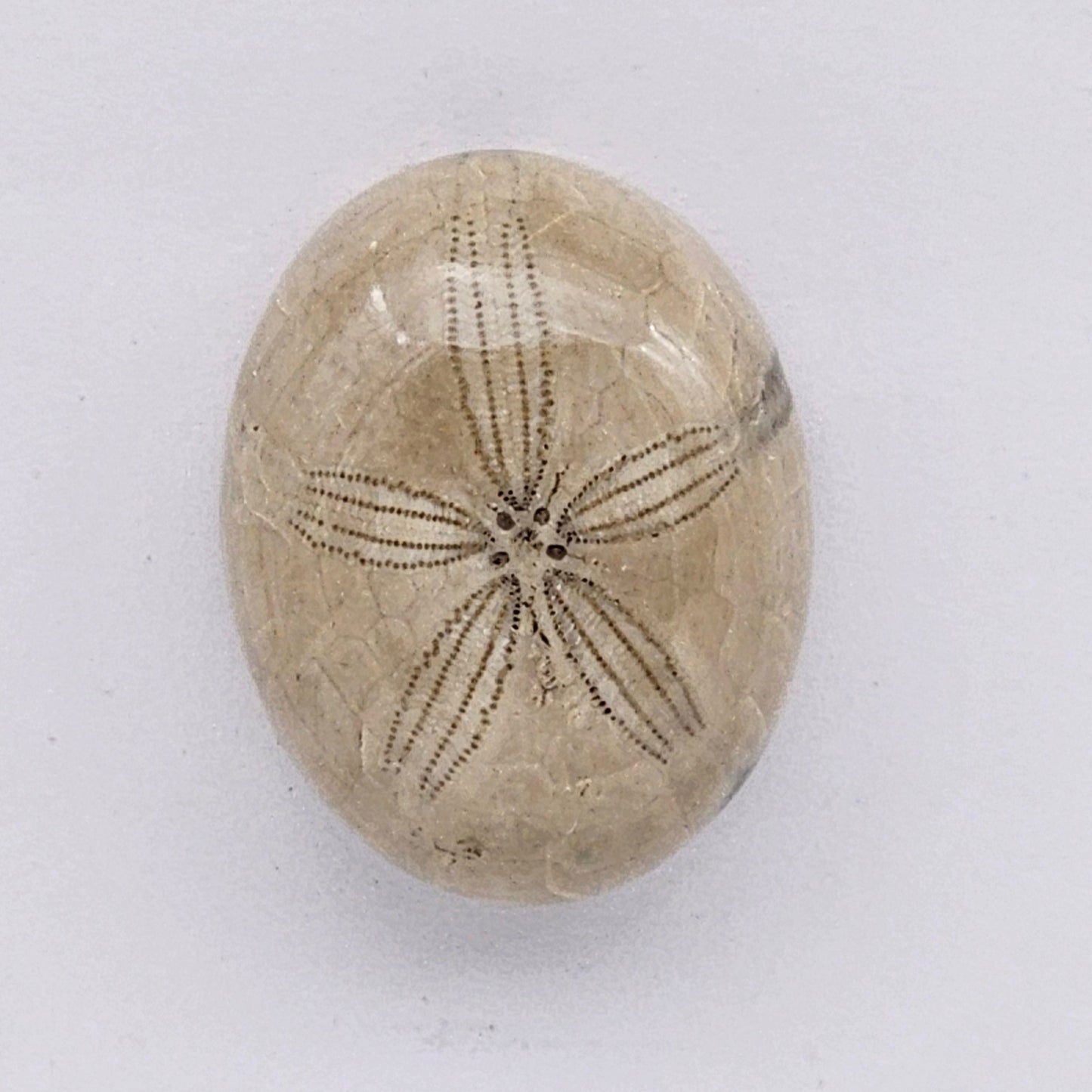Sand Dollar fossil large