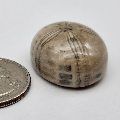 Sand Dollar fossil large