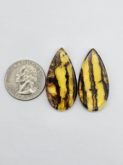 Amber authentic cabochon pair large