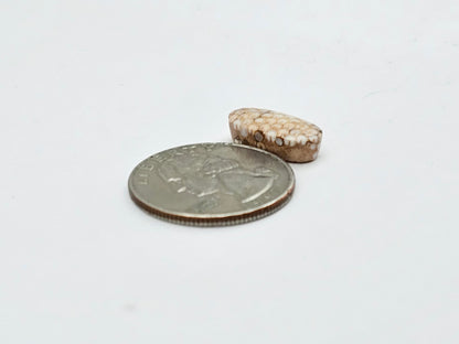 Snake agate cabochon large