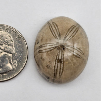 Sand Dollar fossil large