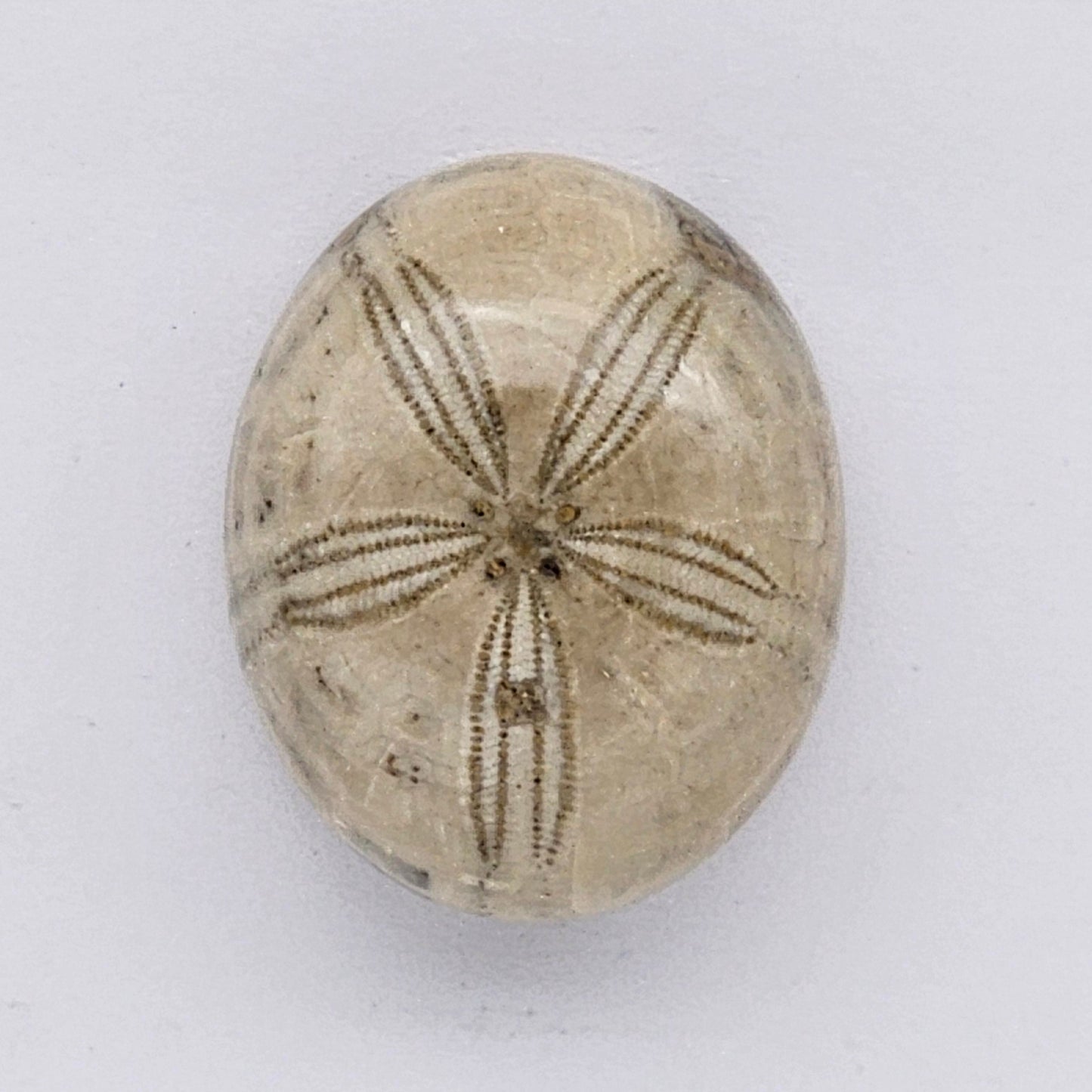 Sand Dollar fossil large