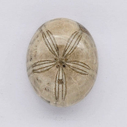 Sand Dollar fossil large