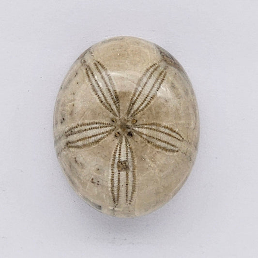 Sand Dollar fossil large