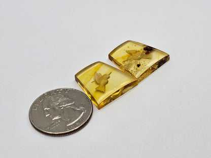 Amber authentic intaglio cabochon pair large