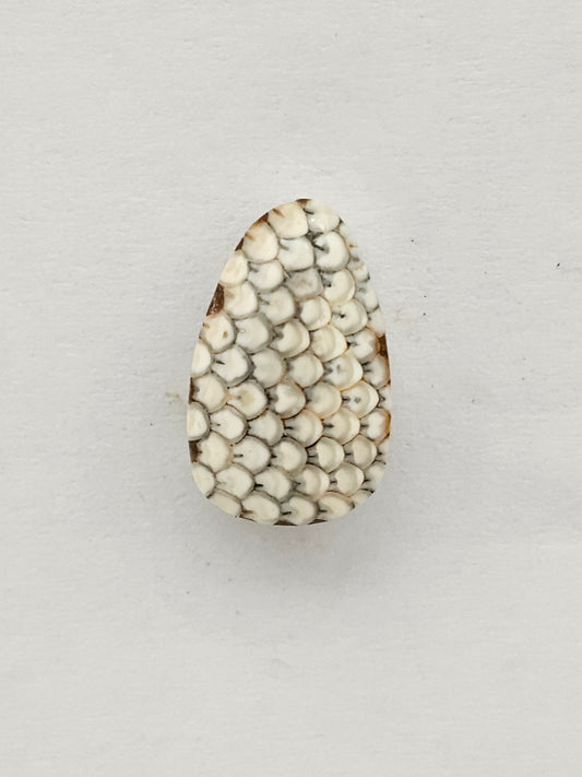 Snake skin agate cabochon