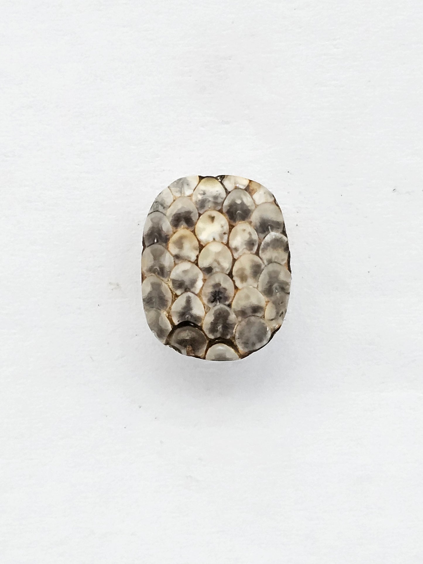 Snake skin agate cabochon