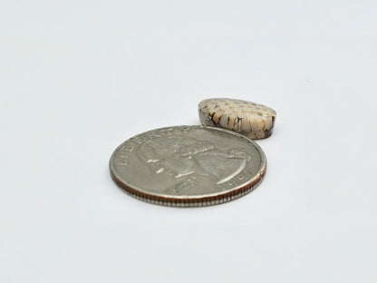 Snake skin agate cabochon
