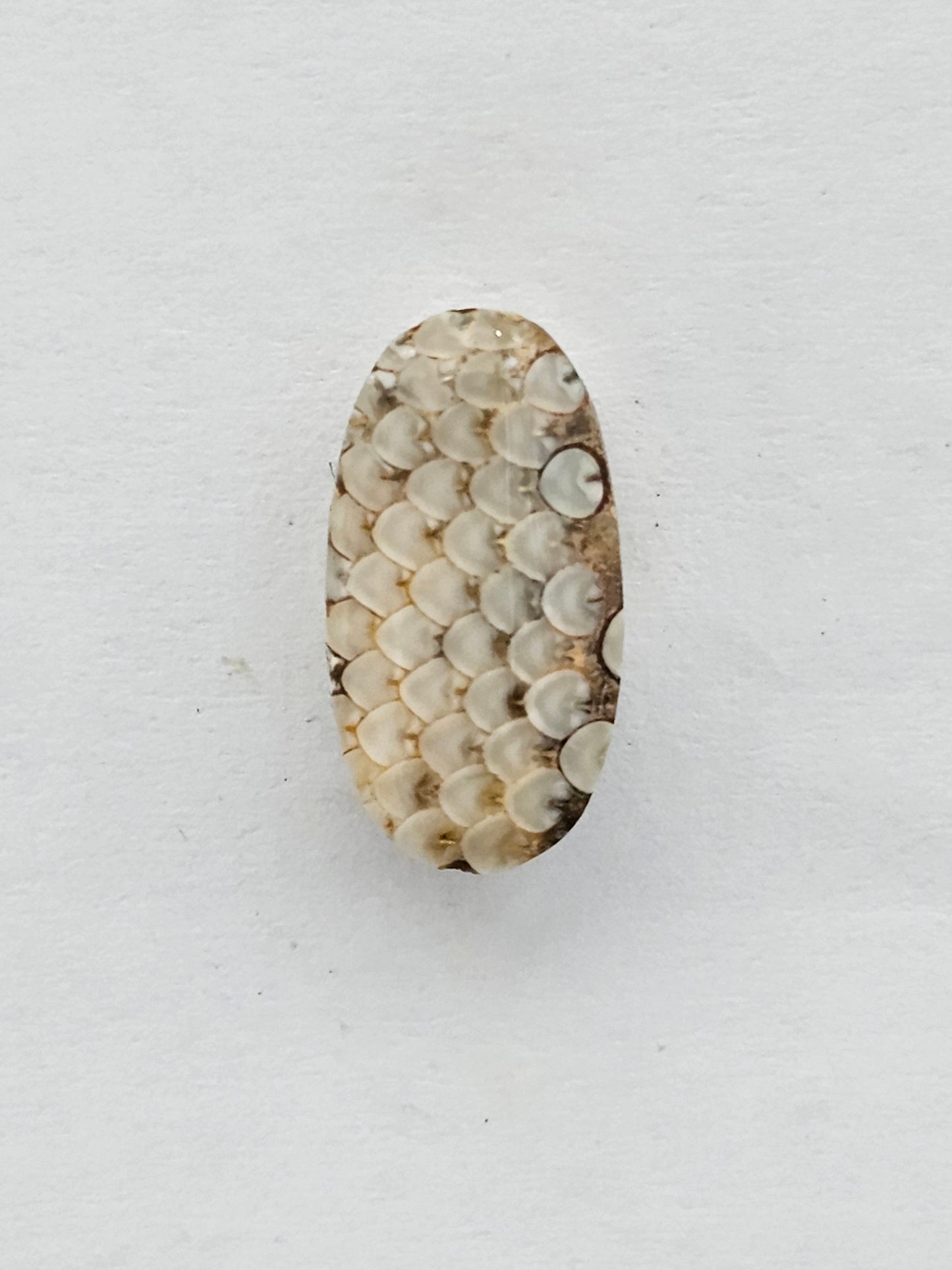 Snake skin agate cabochon