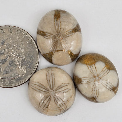 Sand dollar fossil lot