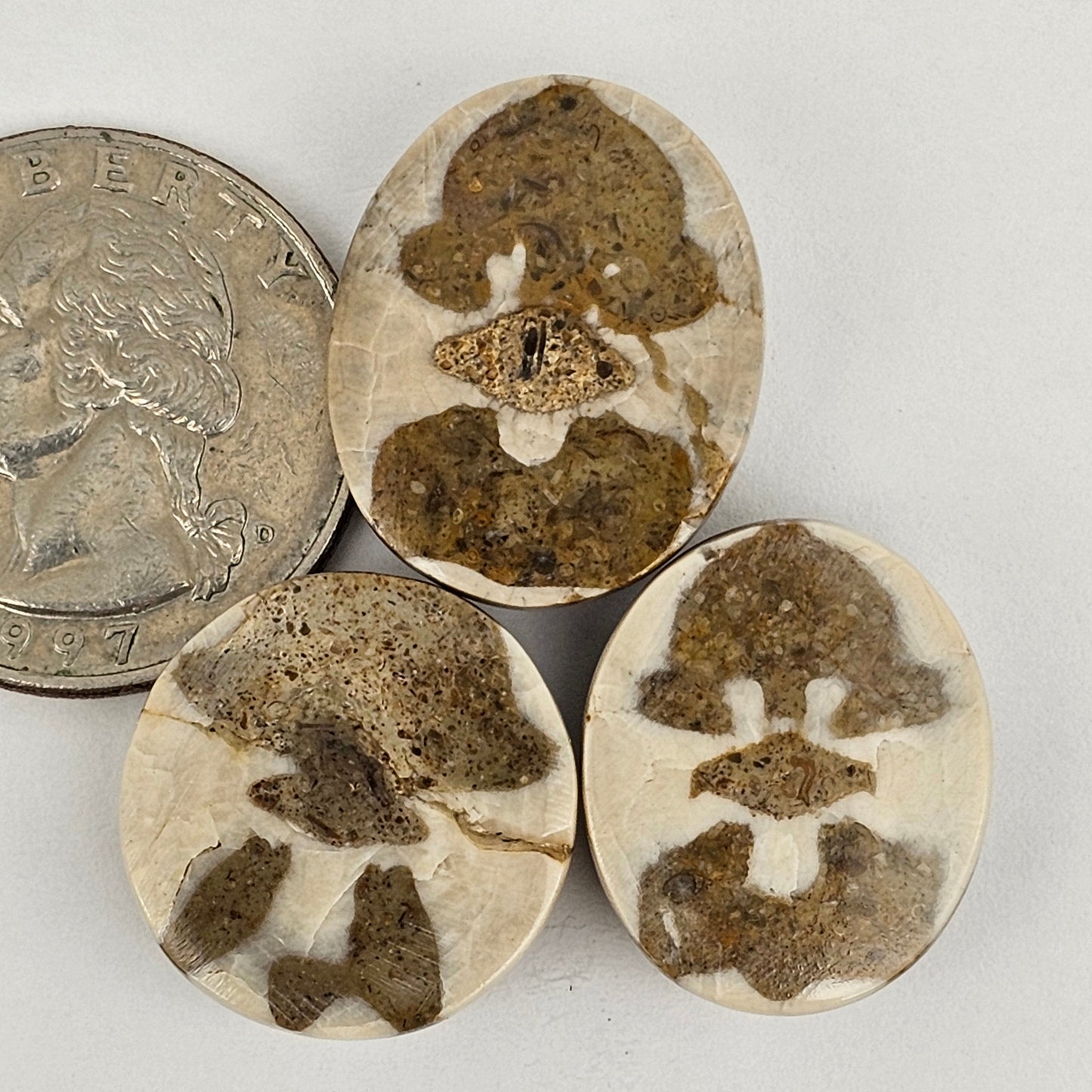 Sand dollar fossil lot