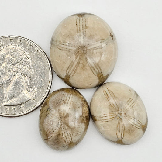 Sand dollar fossil lot