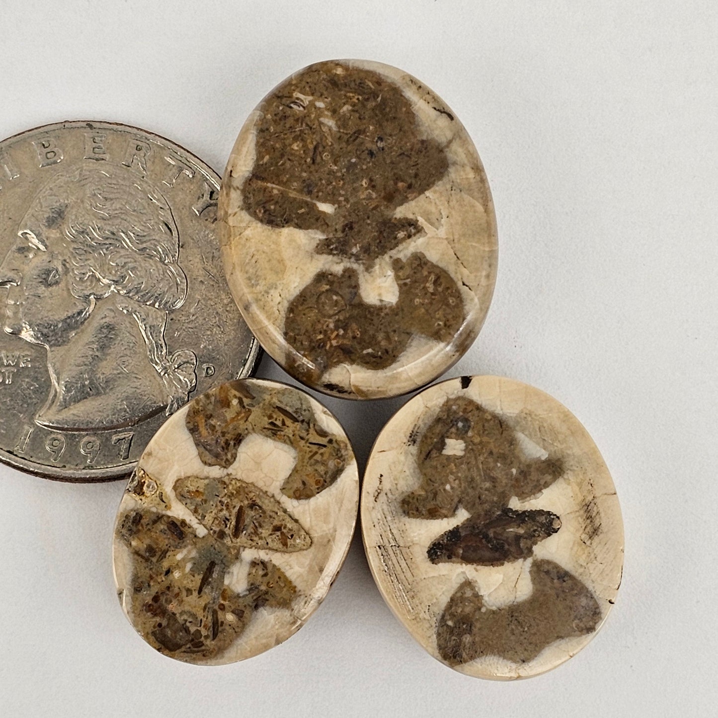 Sand dollar fossil lot