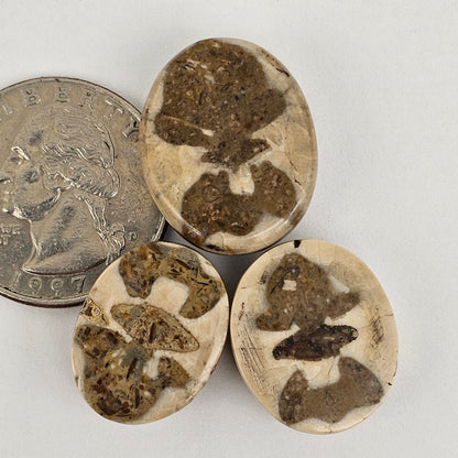 Sand dollar fossil lot