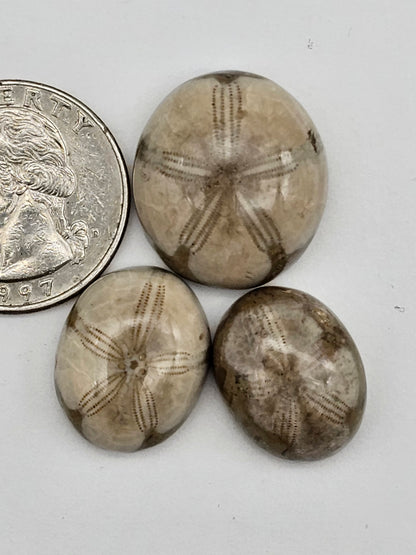 Sand dollar fossil lot