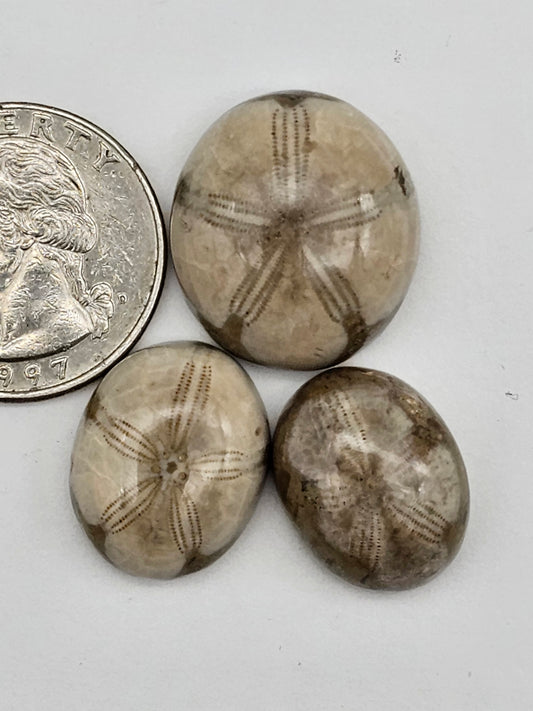 Sand dollar fossil lot