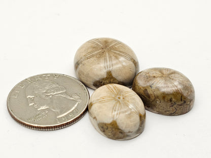 Sand dollar fossil lot