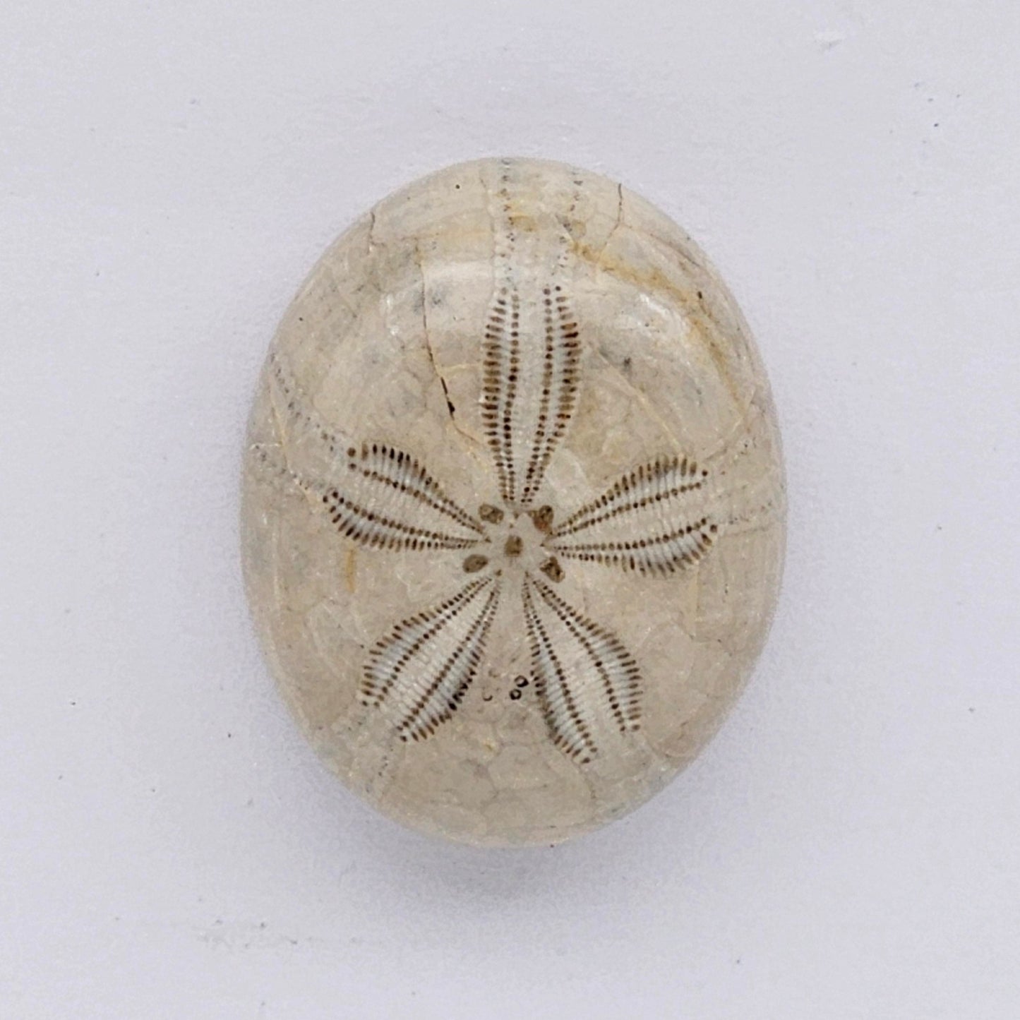 Sand Dollar fossil large