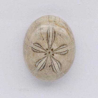 Sand Dollar fossil large