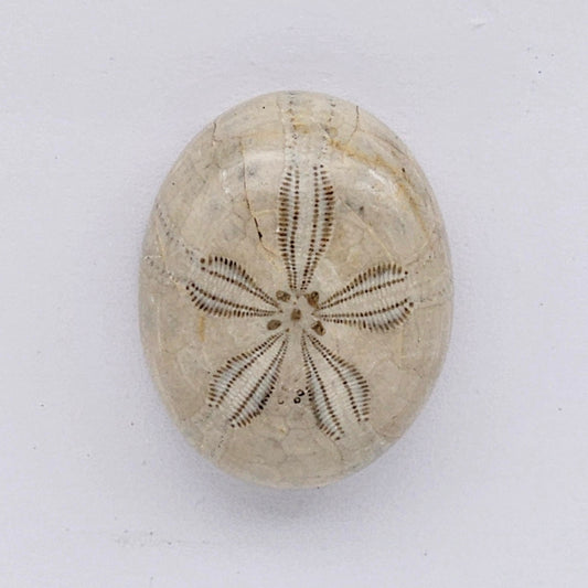Sand Dollar fossil large