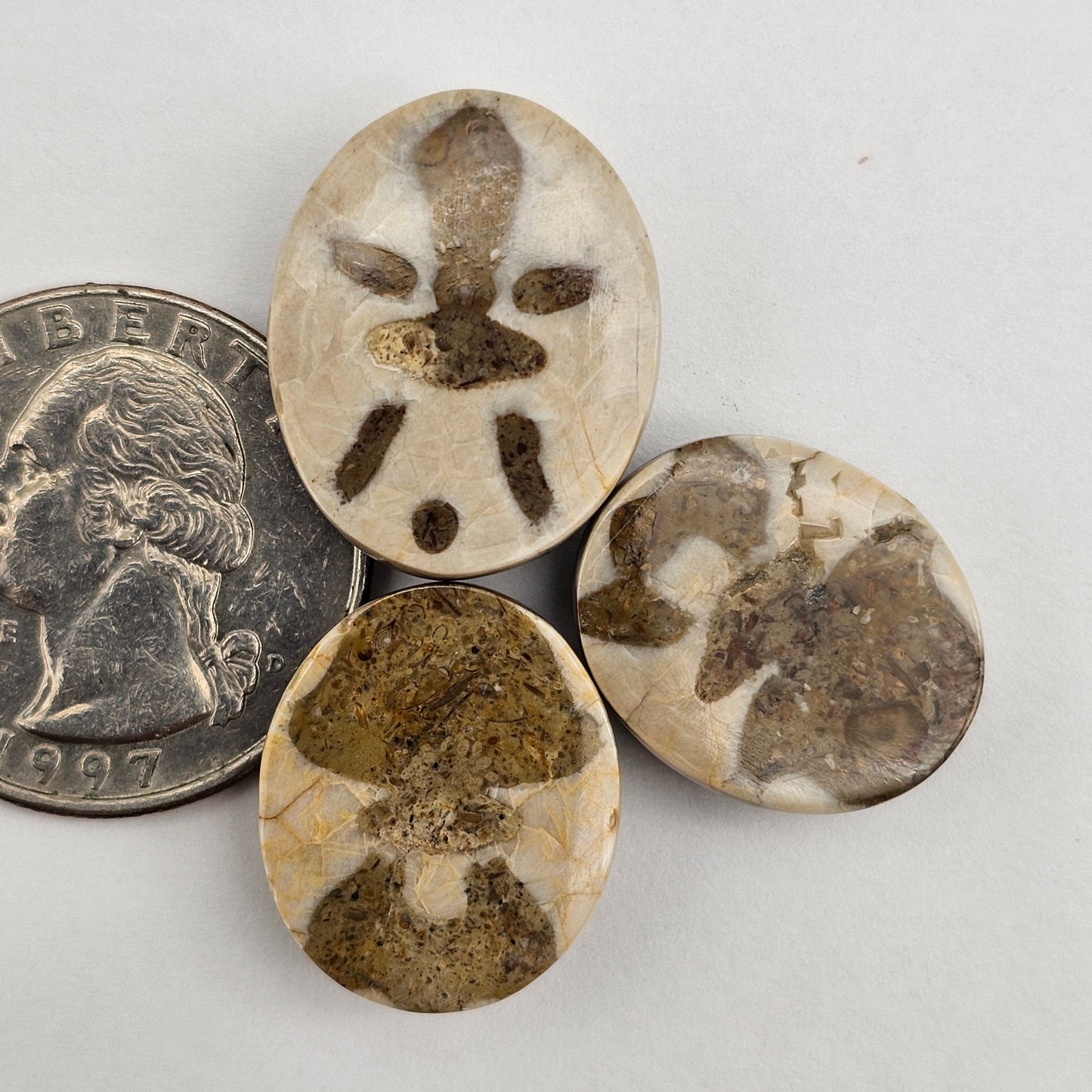 Sand dollar fossil lot