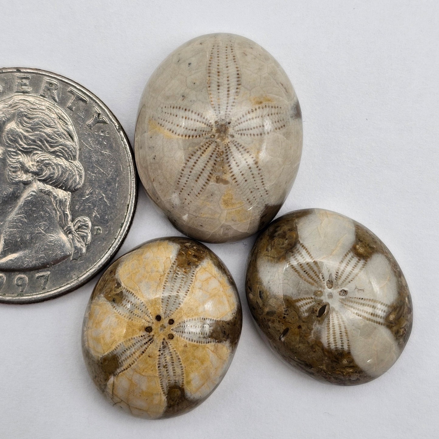 Sand dollar fossil lot