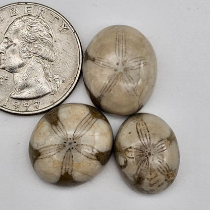 Sand dollar fossil lot