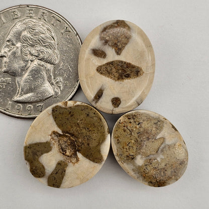 Sand dollar fossil lot