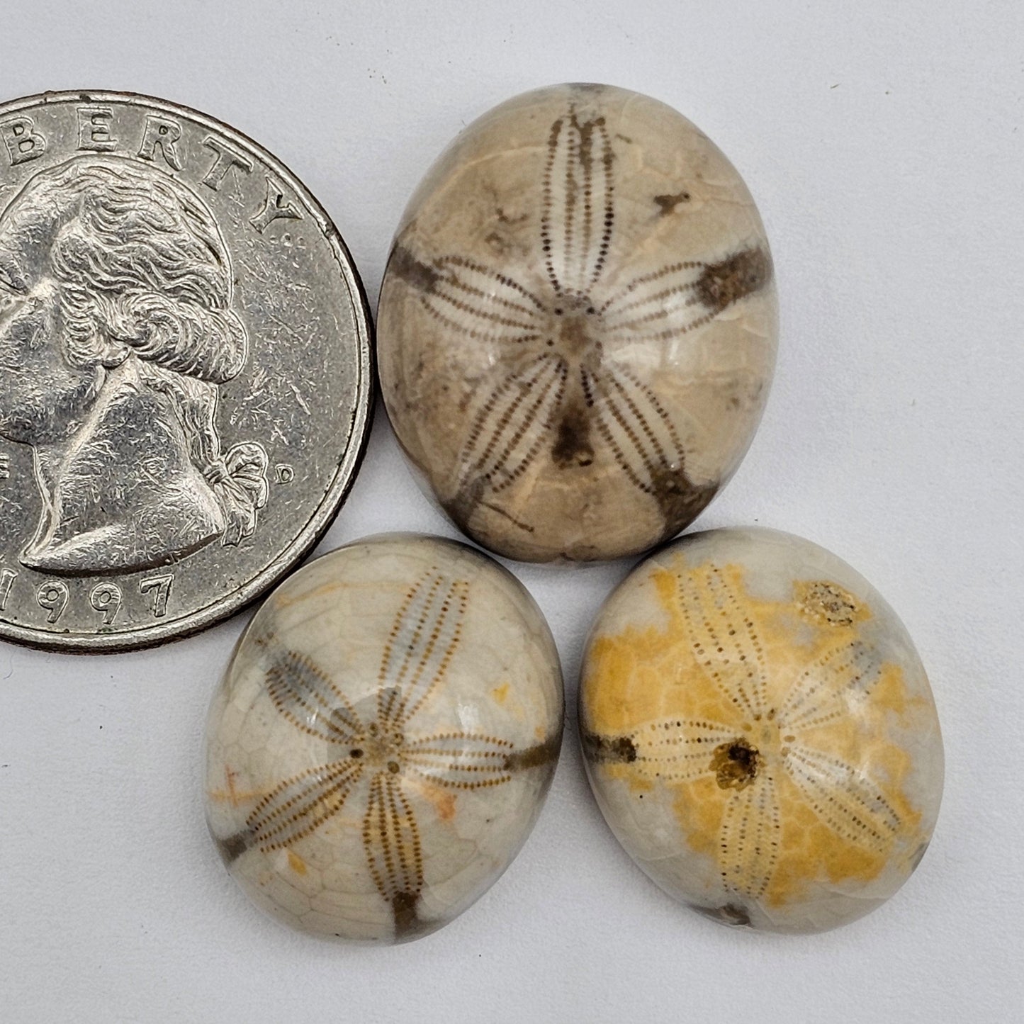 Sea Urchin (Sand Dollar) Fossil Cabochon lot of 3 – Rare Mexican Echinoid, Hand Polished
