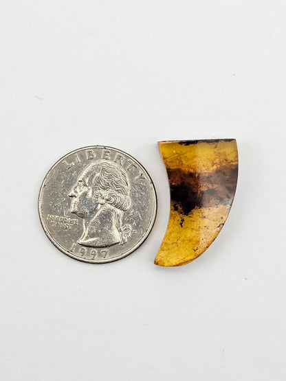 Amber authentic cabochon large