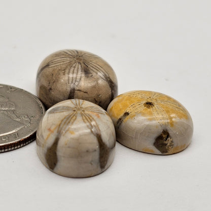 Sea Urchin (Sand Dollar) Fossil Cabochon lot of 3 – Rare Mexican Echinoid, Hand Polished