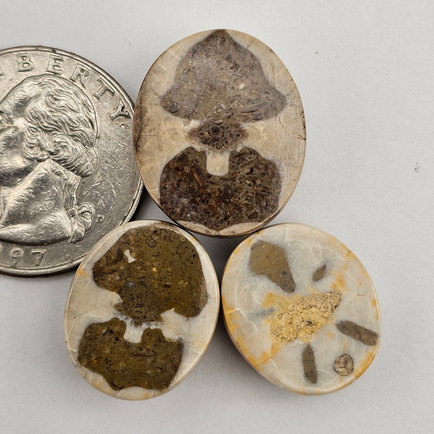 Sea Urchin (Sand Dollar) Fossil Cabochon lot of 3 – Rare Mexican Echinoid, Hand Polished