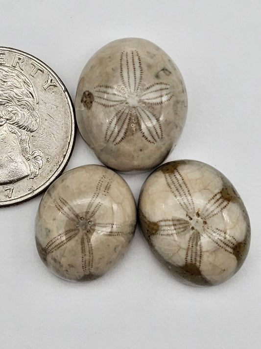 Sand dollar fossil lot