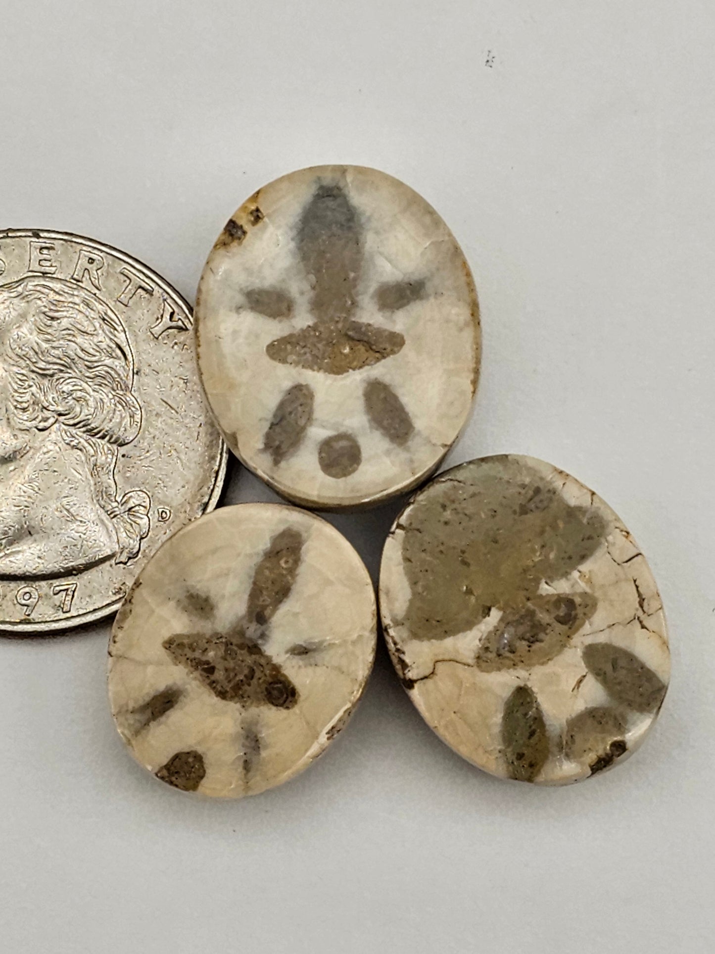 Sand dollar fossil lot