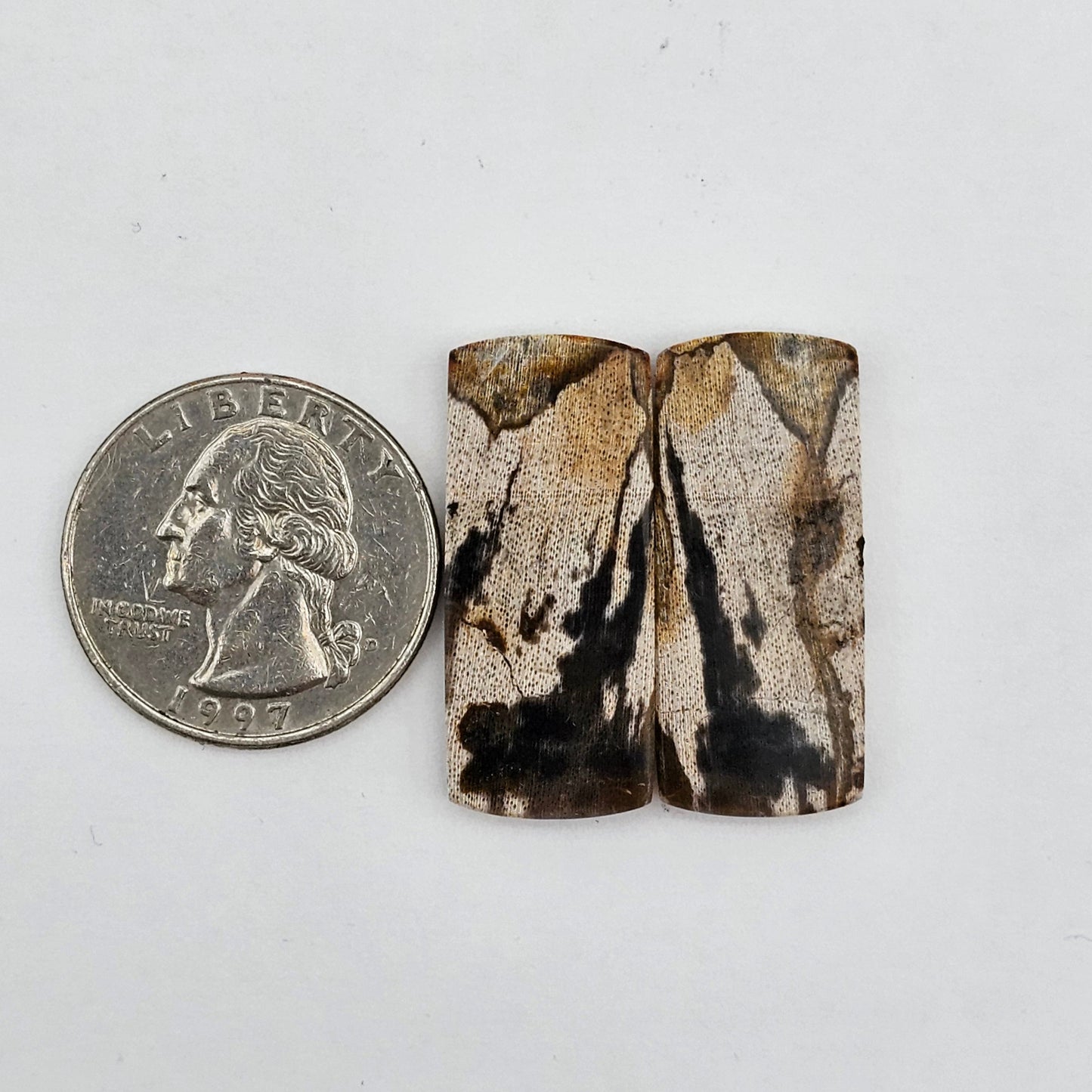 Dino Bone agate cabochon pair