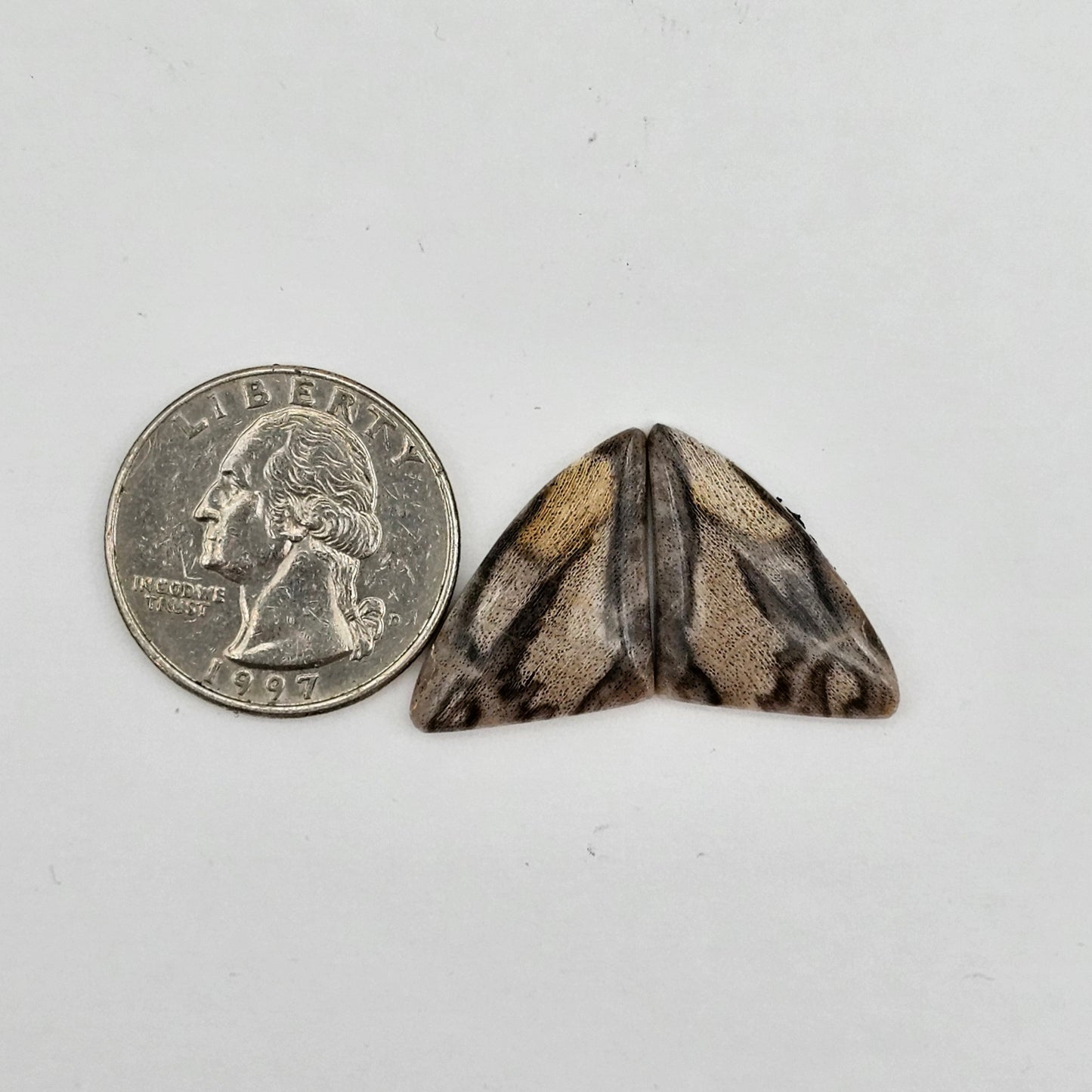 Dino Bone agate cabochon pair