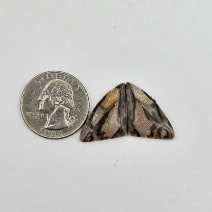Dino Bone agate cabochon pair
