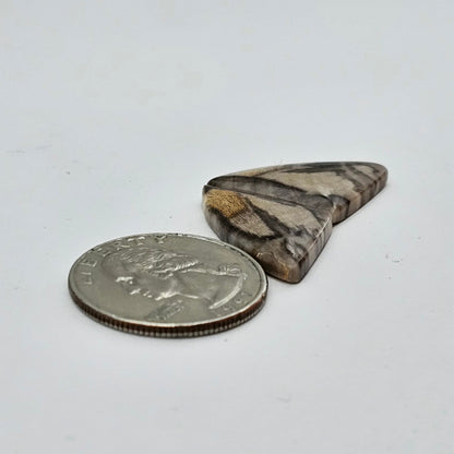 Dino Bone agate cabochon pair