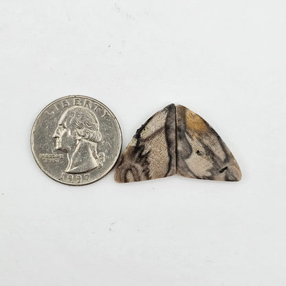 Dino Bone agate cabochon pair