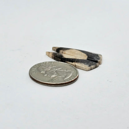 Dino Bone agate cabochon pair