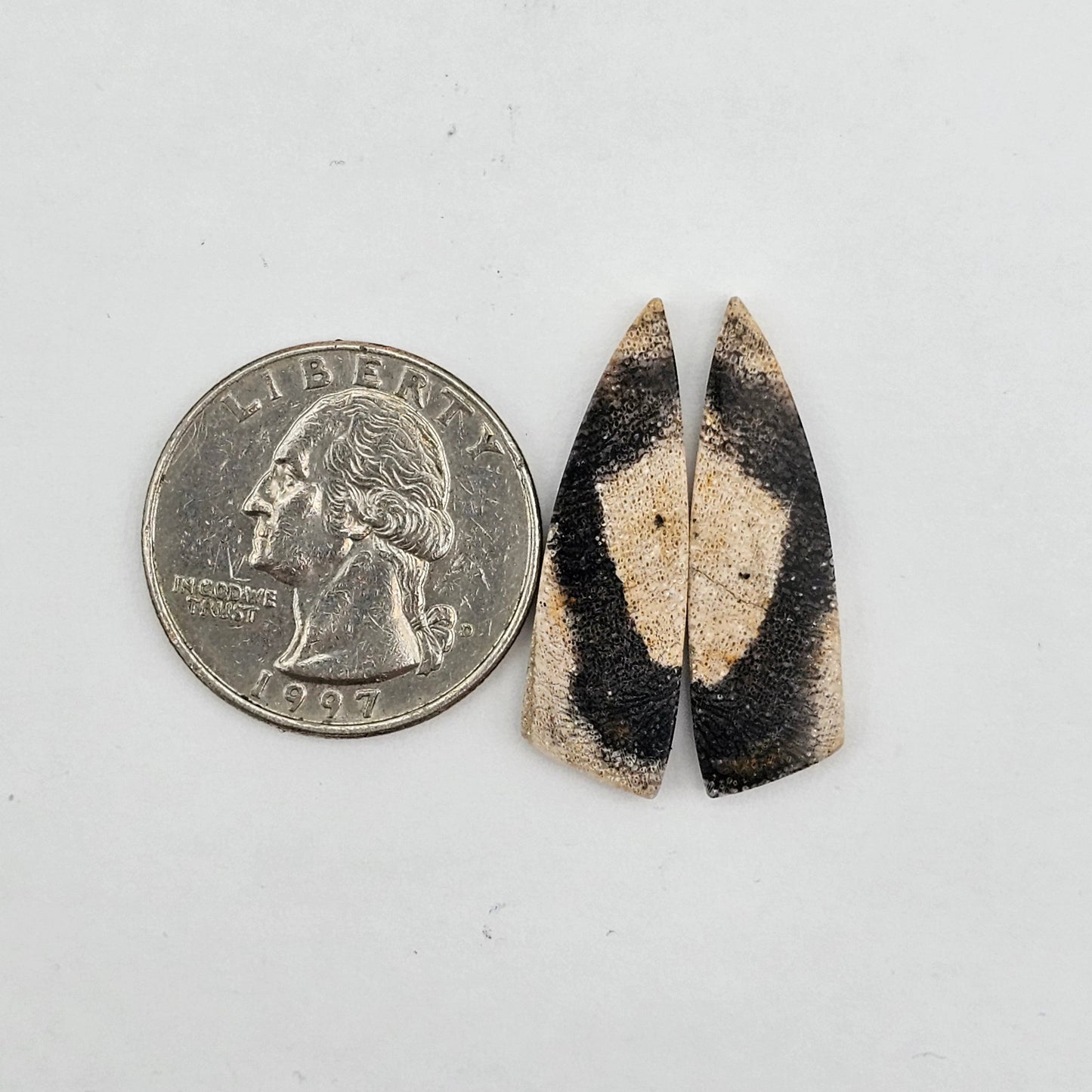Dino Bone agate cabochon pair