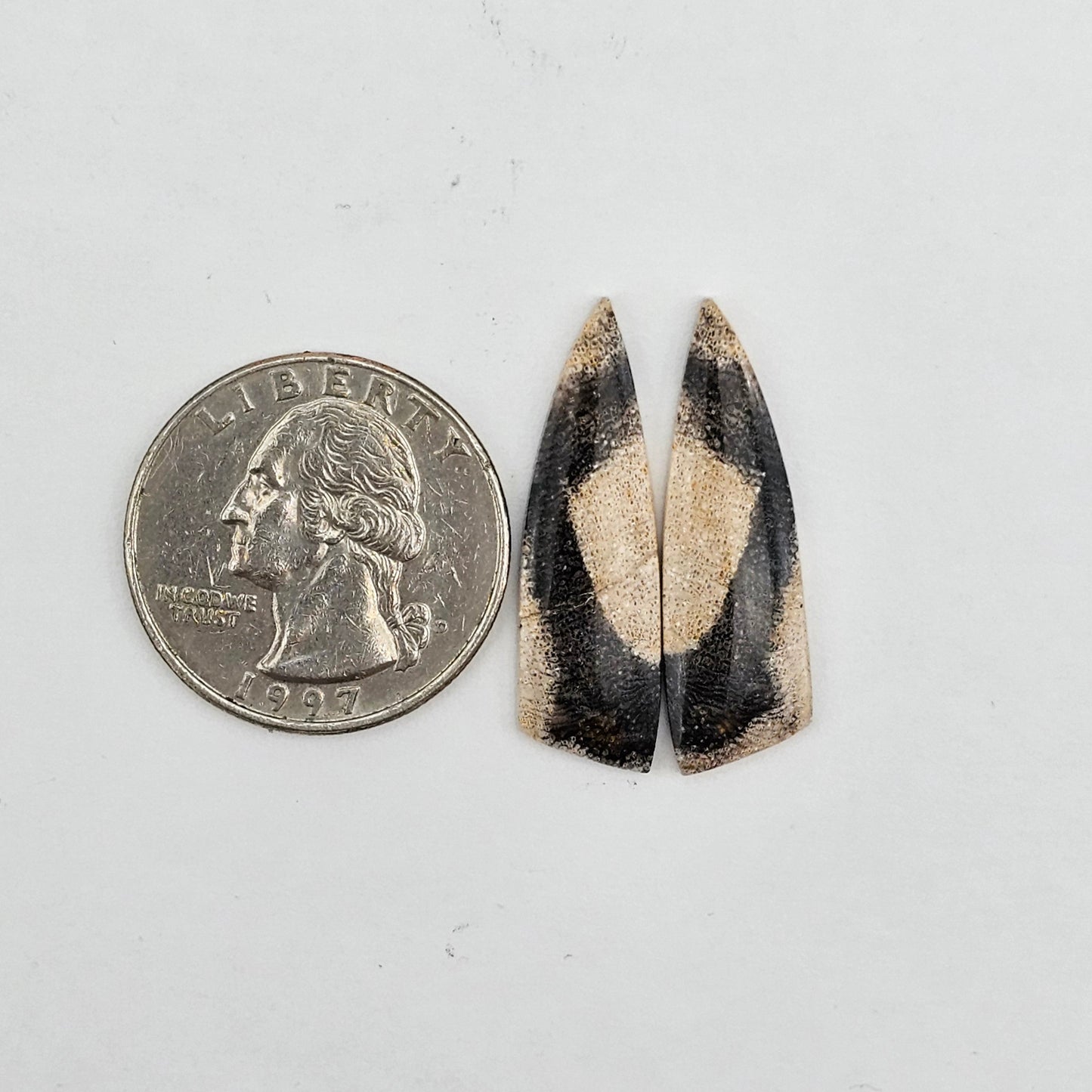 Dino Bone agate cabochon pair