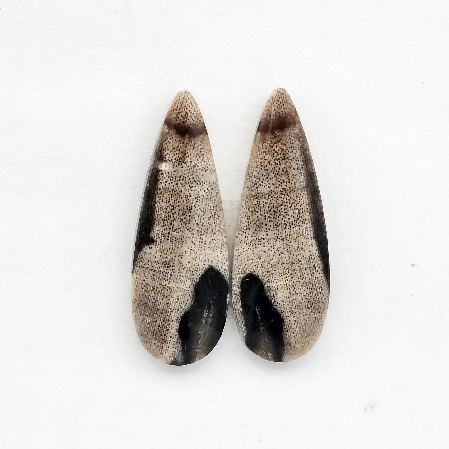Dino Bone agate cabochon pair