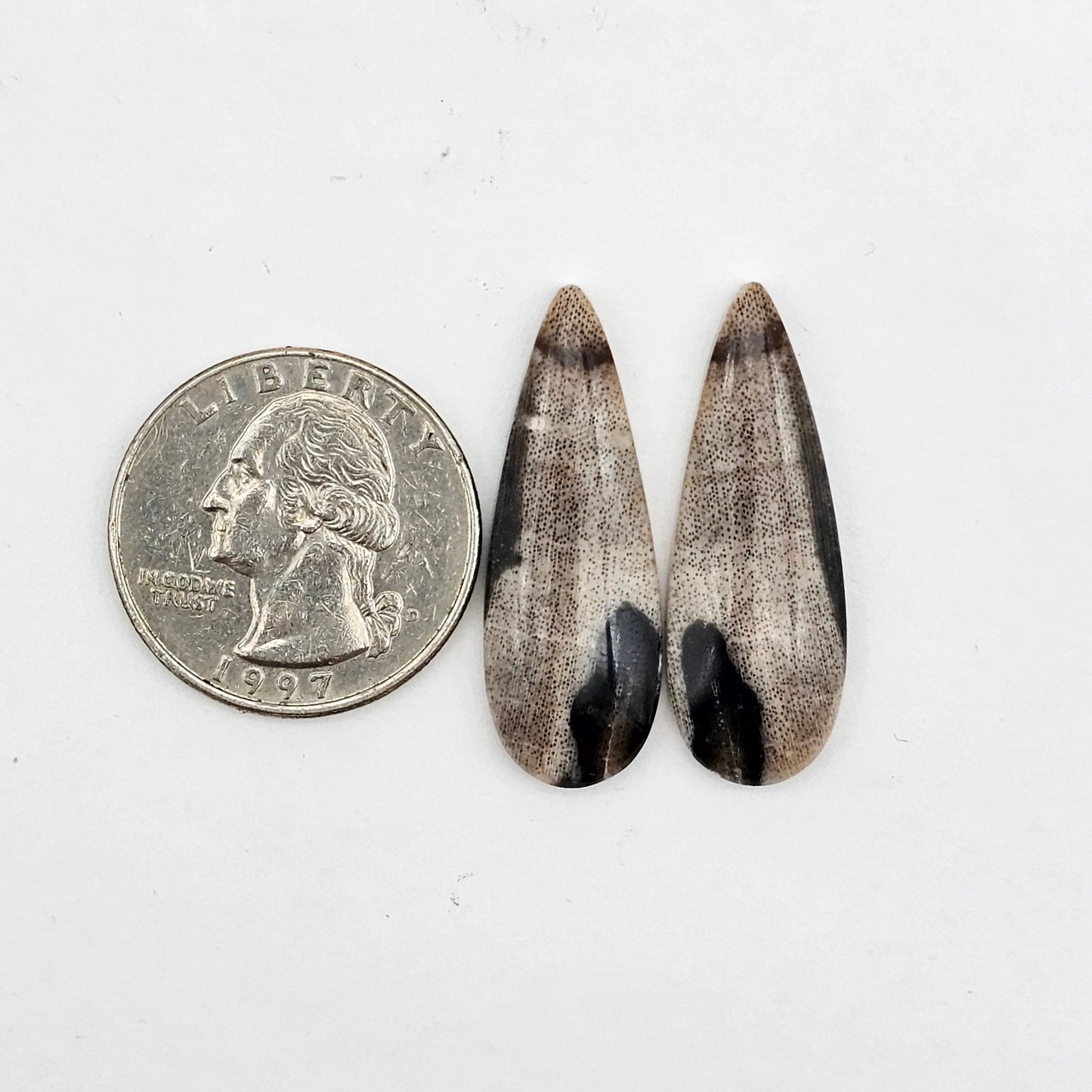 Dino Bone agate cabochon pair
