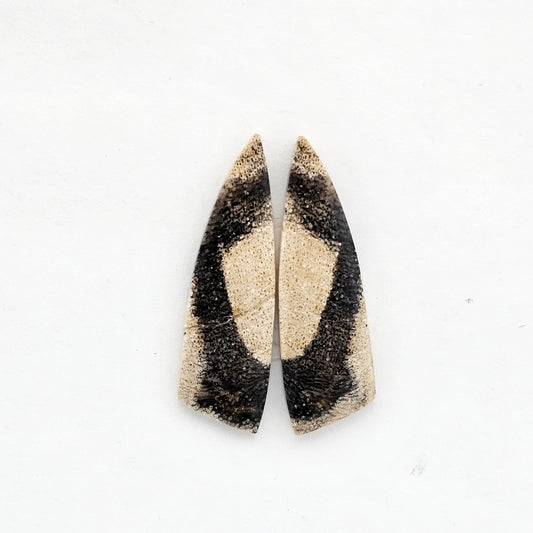 Dino Bone agate cabochon pair