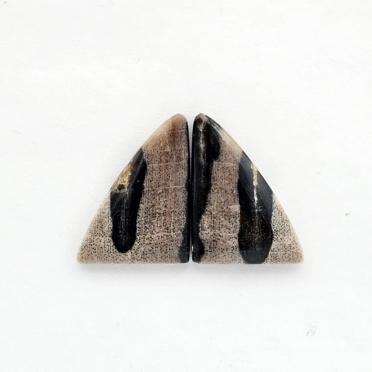 Dino Bone agate cabochon pair