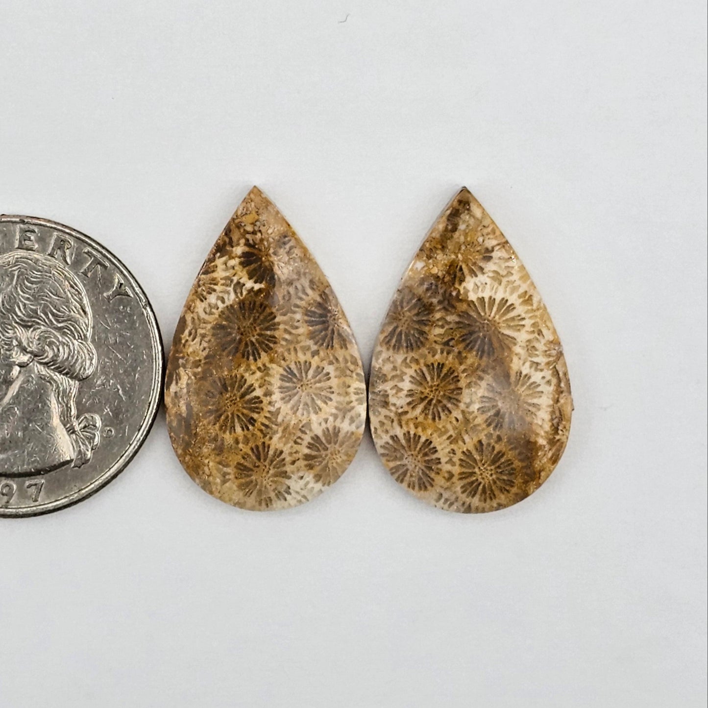 Fossilized Coral agate pair