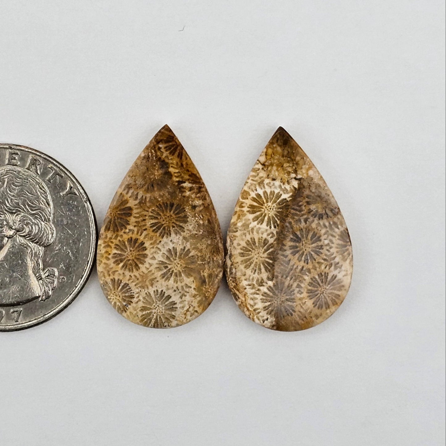 Fossilized Coral agate pair