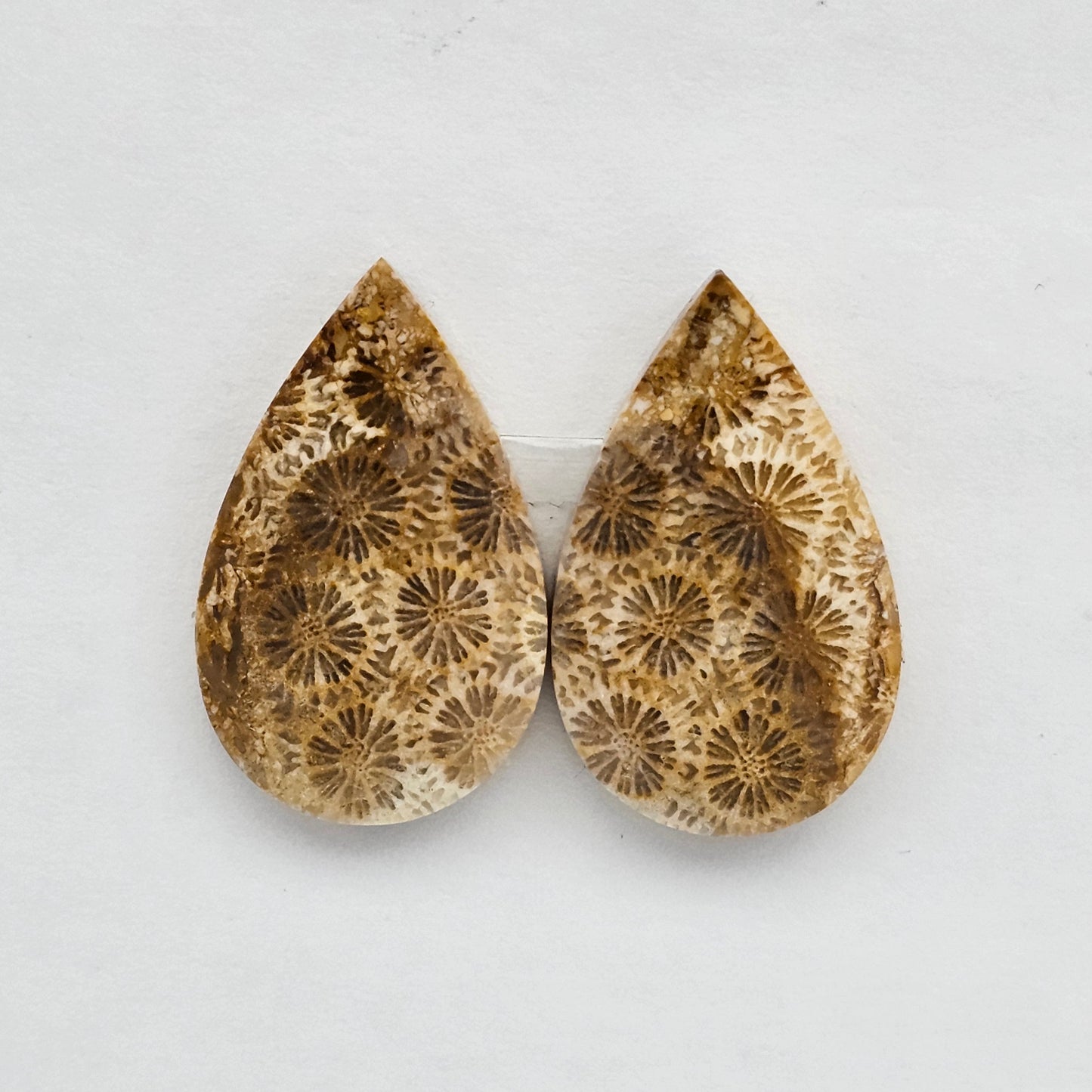 Fossilized Coral agate pair